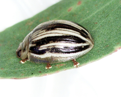 Paropsisterna insignita