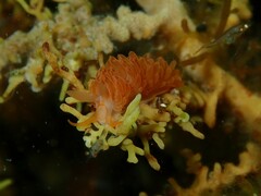 Burnaia helicochorda