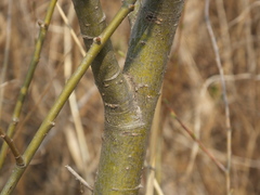Salix suchowensis