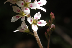 Francoa appendiculata