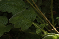 Francoa appendiculata