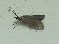 Pyrausta demantrialis