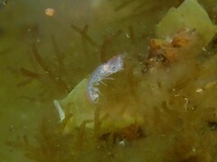 Eumalacostraca