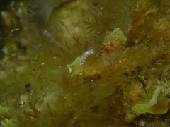 Eumalacostraca