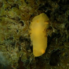 Doriopsilla carneola