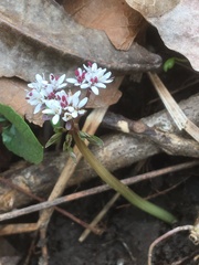 Erigenia bulbosa
