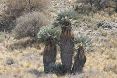 Trithrinax campestris