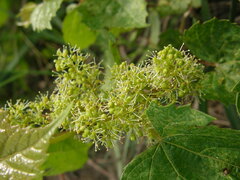 Vitis riparia
