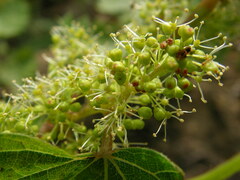 Vitis riparia