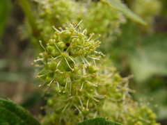 Vitis riparia