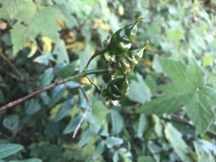 Hypericum hookerianum