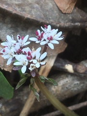 Erigenia bulbosa