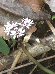 Erigenia bulbosa