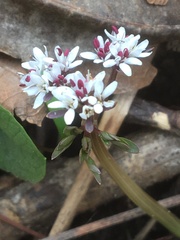 Erigenia bulbosa