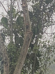 Dryocopus lineatus