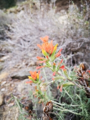 Castilleja foliolosa