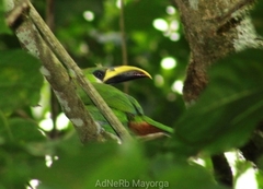 Aulacorhynchus prasinus