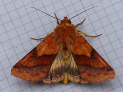 Pyrrhia exprimens