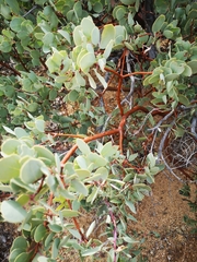 Arctostaphylos glandulosa