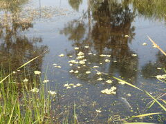 Pistia