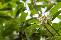 Pittosporum pentandrum