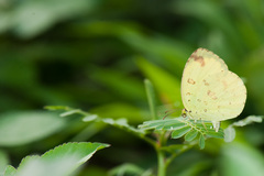 Eurema blanda arsakia