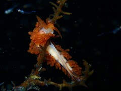 Burnaia helicochorda