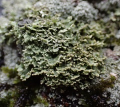 Cladonia caespiticia