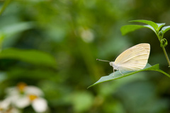 Pieris rapae crucivora