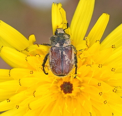 Blitopertha lineolata