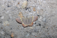 Phrygionis paradoxata