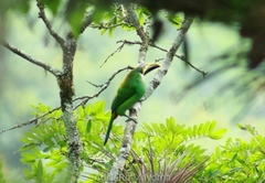 Aulacorhynchus prasinus