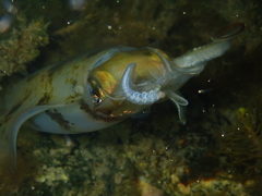 Sepioteuthis australis