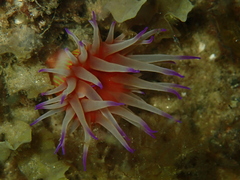 Epiactis australiensis