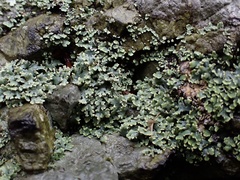 Cladonia caespiticia