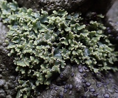 Cladonia caespiticia