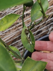Papilio aegeus aegeus