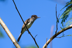 Myiarchus antillarum