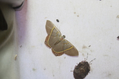 Phrygionis paradoxata
