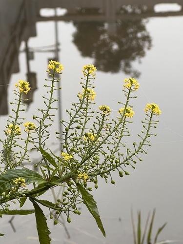 Rorippa globosa