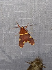 Trichromia cardinalis