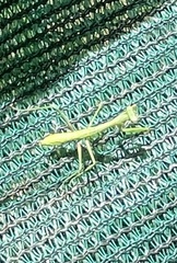 Pseudomantis albofimbriata