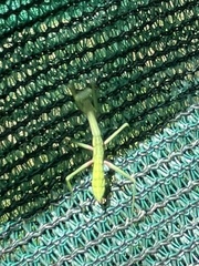 Pseudomantis albofimbriata