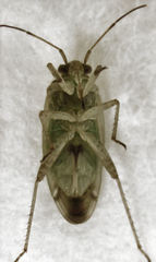 Bipuncticoris