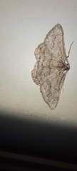 Didymoctenia exsuperata