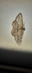 Didymoctenia exsuperata