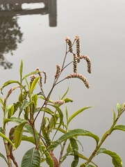 Persicaria lapathifolia lapathifolia