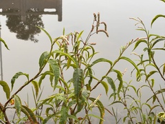 Persicaria lapathifolia lapathifolia