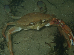 Ovalipes australiensis