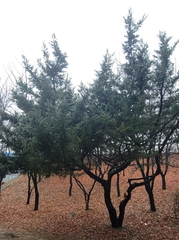 Juniperus chinensis